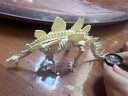 古欧考古挖掘恐龙化石玩具骨架仿真剑龙模型六一儿童节生日礼物 晒单实拍图