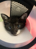 法国virbac维克耳漂猫咪狗狗洗耳液耳肤灵套装清洁宠物洁耳液耳螨耳臭护理滴耳液犬幼猫通用 维克耳漂 60ml【猫狗通用】 实拍图