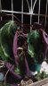 室内绿植花卉盆栽孔雀竹芋 猫眼彩虹绿植盆栽植物 彩虹竹芋40-60厘米高 原盆原土发货 含原装简易塑料盆 晒单实拍图