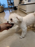 疯狂小狗宠物狗零食磨牙棒肉干肉条幼犬成犬训犬奖励 鸭肉缠雪梨100g*3 实拍图