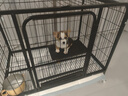 麦富迪 宠物狗狗羊奶粉 成犬幼犬新生狗狗专用配方羊奶粉 MCS营养配方奶粉300g*1罐 实拍图