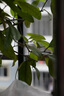 永诺 YN50mm F1.8 小痰盂单反微单标准定焦镜头 适用于索尼口ZV-E10尼康口富士口佳能口相机 YN50mm F1.8 尼康Z口半画幅 实拍图