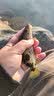 陀螺牌（TOPBRAND）土肥富鱼钩伊豆SM特研钓针有倒刺钓鱼钩竞技野钓渔钩渔具钓鱼配件 7号 实拍图