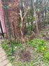 嫣蓝果树苗葡萄苗夏黑葡萄树苗盆地栽种植苗夏黑2厘米粗1棵源头直发 实拍图