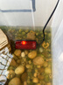 老漁匠鱼缸加热棒乌龟金鱼水族自动恒温器淡海水通用迷你控温加热加温棒 黑红100W带远程遥控 实拍图