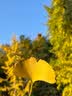 佳能/Canon 5D3 5D4 5D2 6D 6D2 5DS 5DSR 全画幅二手单反相机 佳能5D3/5D MARK III 单机身 【95新】 实拍图