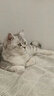 狮王（LION）宠物沐浴露艾宠洗护二合一猫咪浴液 原装进口宠物洗护用品330ml 花卉草本香型 护肤猫专用330ml 实拍图