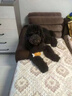 阿莫尔狗狗玩具耐咬磨牙幼犬球宠物发声惨叫鸡狗发声玩具训练逗狗互动 热门三件套 中型犬适用 实拍图