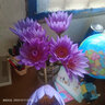 悦多彩鲜花重瓣荷花睡莲马醉木姜荷花吊钟火焰兰袋鼠爪花束家庭水养基地 紫色睡莲9-10支/扎 实拍图