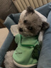 欢宠网宠物猫咪狗狗衣服小狗猫衣服泰迪柯基比熊小型犬小猫幼犬猫猫衣服 实拍图