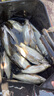 达亿瓦（DAIWA）22新款SALAMANDURA MX 火蜥蜴路亚竿翘嘴鲈鱼杆 远投竿 2.29m C76M-2（枪柄） 实拍图