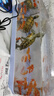 正宗金龟招财金钱大龟观赏黄金龟宠物小乌龟活物大乌龟深水吃菜龟 8—9厘米  （已打疫苗 ） 情侣一对 实拍图