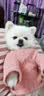 阿莫尔小狗狗衣服秋冬款泰迪比熊博美小型犬幼犬猫咪衣服宠物针织毛衣 粉色 S 具体参考背长胸围 实拍图