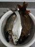 臻佑（Grsaed）鱼漂电子漂水无影夜光漂鲫鲤鱼漂夜钓漂醒目高灵敏纳米鱼标CP06 实拍图