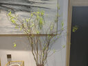 雅卉龙柳干树枝水培龙柳鲜枝水养懒人植物室内客厅落地长杆鲜花1.5米 龙柳10枝1.5米左右高 晒单实拍图