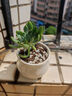沭之美多肉植物肉肉室内植物室内盆栽 蓝苹果+小米缸陶瓷盆 源头直发 实拍图