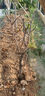 阿木木特大果枣树苗 嫁接枣子树苗庭院阳台盆栽地栽果树苗南方北方种植 10年苗【结满树都是果】留言品种 75cm-150高度左右 实拍图