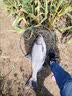 川泽加粗醒目湖库鲢鳙专用鱼漂纳米远投大物漂超长行程抗走水翘嘴浮漂 NP-02-3号 青草大物漂 铅:6.2g 单支【防爆大物漂 加粗醒目】 实拍图
