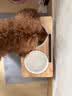 POPOCOLA猫碗陶瓷斜口保护颈椎狗狗食盆宠物猫粮加高脚猫咪防打翻饭碗狗碗 木架陶瓷小号双碗+硅胶餐垫 实拍图