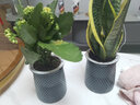 欧悟 室内办公桌面绿植净化空气除甲醛水培植物小绿植花卉盆栽绿萝 虎皮兰 带盆栽好 实拍图