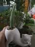 多肉植物组合盆栽小绿植花卉玉露大颗好养室内精品肉肉阳台喜光 九尾狐6-8cm高加盆土 实拍图