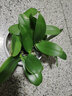 欧悟 蝴蝶兰花苗盆栽室内观花植物桌面阳台年宵花卉四季开花绿植花卉 粉黛丽蝴蝶兰+透明原盆+原土 实拍图