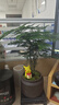 开时果 文竹盆栽桌面摆件盆景 办公室植物竹子水培绿植盆景源头直发包邮 【DY同款】悟字紫砂盆+苔藓+底座 实拍图