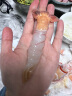 深悦胜（SHENYUESHENG） 新西兰进口鳌虾刺身 scampi斯干比1kg 特大南极深海虾甜虾刺身 2号（10-15只） 实拍图