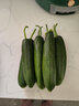 京鲜生山东奶油黄瓜净重1.8斤单果50g+ 小青瓜新鲜蔬菜源头直发 实拍图
