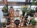 安尔雅 松木花架子花盆碳化室内外客厅阳台多肉植物实木多层组装花台 实拍图