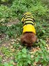 嬉皮狗春秋狗狗小蜜蜂衣服泰迪约克夏小型幼犬可爱带帽包肚衣雨衣家居服 春款#黄黑小蜜蜂卫衣 L(建议体重8-11斤) 实拍图