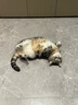 喵仙儿猫抓板猫窝一体耐磨不掉屑猫爪板大号剑麻猫玩具猫沙发 实拍图