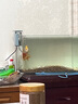 YEE鱼缸水族箱浮法玻璃热弯客厅家用造景中小型生态桌面鱼缸 超清热弯40*24*25cm 实拍图