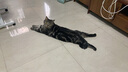 伯纳天纯经典系列通用蓝猫金渐层美短成猫猫粮毛球管理10kg/20斤 实拍图