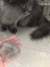 它它台湾TAA它它彩色宠物美容师排梳FA19宠物狗狗猫咪精修铝柄梳子 入门款19cm-蓝色 实拍图