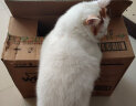 伟嘉幼猫粮海洋鱼味2kg营养加油站系列宠物猫全价粮蓝猫加菲英短猫咪 实拍图