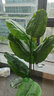 未欧天堂鸟假绿植仿真植物落地盆栽室内大型仿生树装饰仿真花客厅摆件 1.6米天堂鸟+PP盆2选1 实拍图