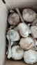 2025年新鲜紫皮干蒜可腌制腊八蒜9斤5斤整箱新晒干十成干紫皮干蒜 1500g 优选特大果 实拍图