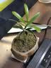八芽海岛罗汉松指尖微型盆栽桌面小绿植迷你拇指好养植物源头直发包邮 海岛礁石罗汉松 陶瓷盆-带盆栽好 实拍图
