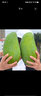 颜小荭 越南大青芒 大芒果约400g起  青皮芒 可生吃当季热带时令水果 5斤花皮老树果 实拍图