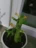 行湘荷花竹盆栽水培绿植盆栽观叶植物 荷花竹5棵+菱形陶瓷盆 源头直发 实拍图
