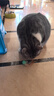 欢宠网 猫玩具猫咪羽毛弹弹力球逗猫棒杆互动自嗨神器解闷磨牙耐啃咬猫薄荷猫猫幼猫小猫宠物用品 绿色1个 实拍图