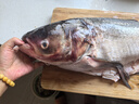 查干湖冬捕有机查干湖胖头鱼 8.5-9斤 1条 海产礼盒 年货礼包 实拍图