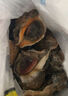 海宏盈【活鲜】 青岛大海螺鲜活 1500g 海鲜贝类生鲜 中规格共20-30只 1500g 实拍图