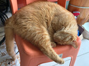 INSTINCT百利猫粮无谷鸡高蛋白鸡生鲜鸡冻干猫粮三文鱼幼猫猫粮成猫全阶段 经典无谷 鸡肉全猫粮 11磅/5kg 实拍图