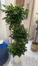 植男植女发财树招钱树天堂鸟金钱树幸福树白掌大绿植室内办公室客厅绿植 【幸福树】1.4-1.6m 白色圆柱形双层树脂盆 实拍图