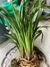 劉閣蘭花建兰花苗 红素大花 红满天 夏带花苞室内室外绿植兰草花卉盆栽 6苗连体裸根 实拍图