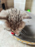 柒哦猫项圈猫咪蚊虫怕怕圈狗狗脖圈猫圈宠物项圈宠物用品 蓝色铃铛项圈【适合15斤内】 实拍图