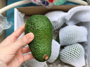 鲜级佳秘鲁进口牛油果鳄梨非即食宝宝营养辅食多地次日达新鲜水果当季 微催熟100-140g 【6个装】 实拍图