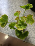 唯友大花天竺葵盆栽重瓣四季垂吊开花直立花卉庭院阳太观花植物花苗 万玫 实拍图